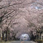 代替テキスト（大島三七子）作者紹介用写真　桜並木トンネル